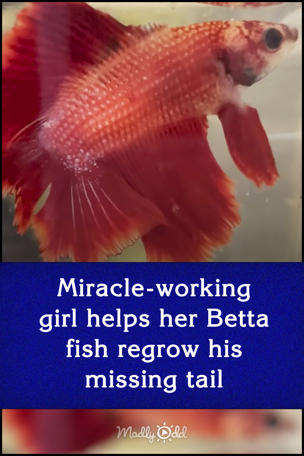 Miracle-working girl helps her Betta fish regrow his missing tail