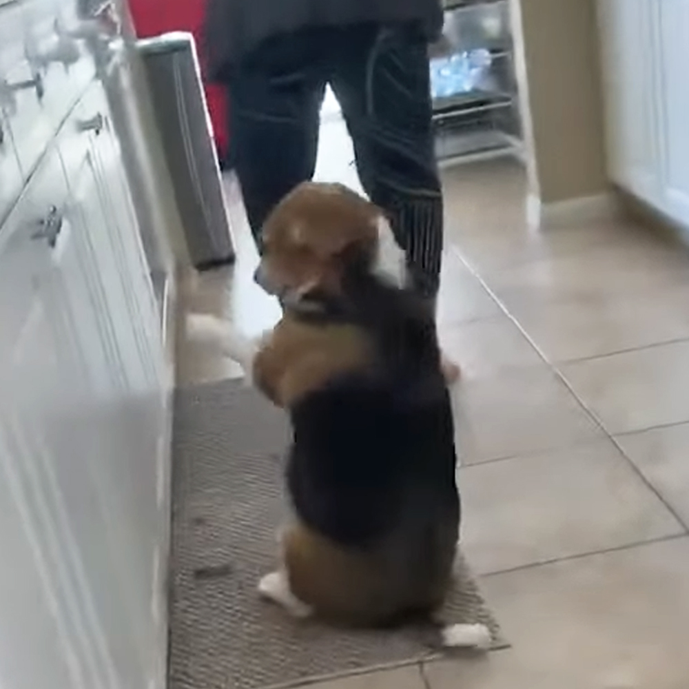 Beagle dancing with grandma