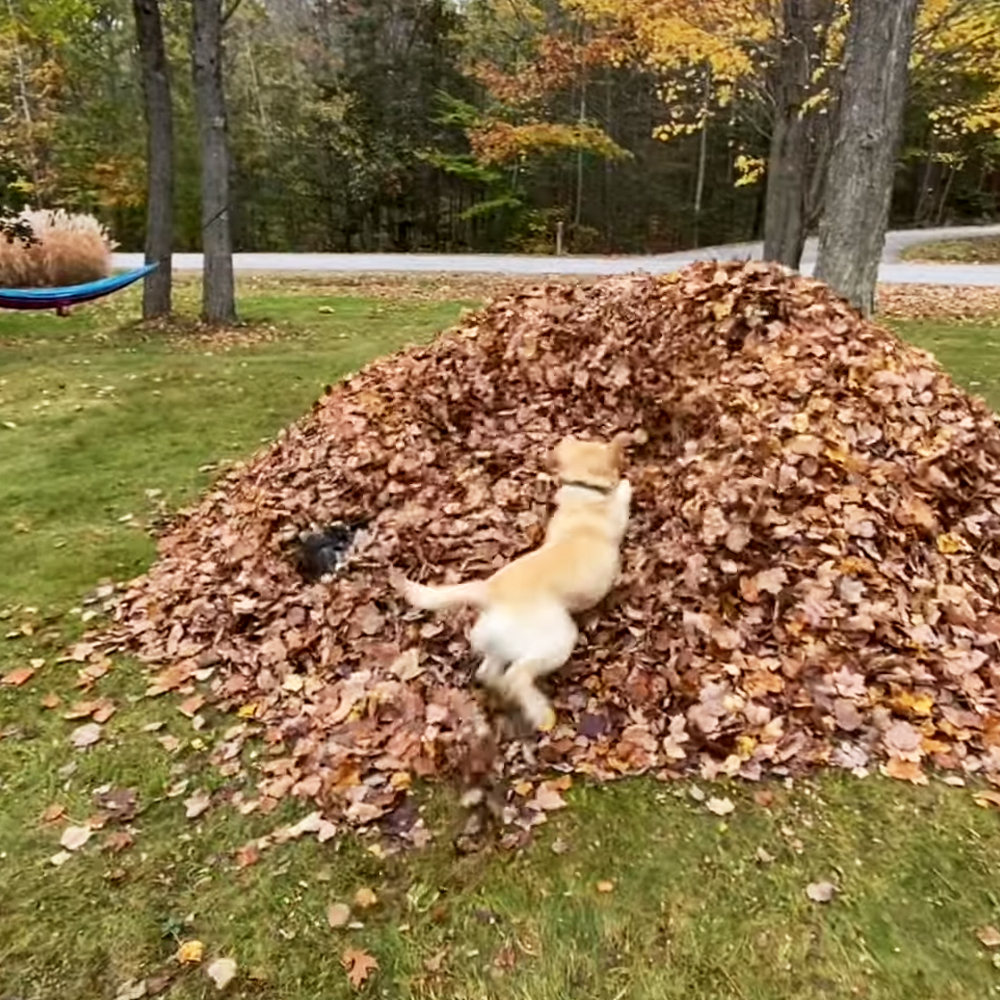 Dog Jumping In The Leaves