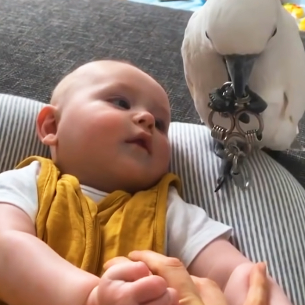 Cockatoo and cute baby boy