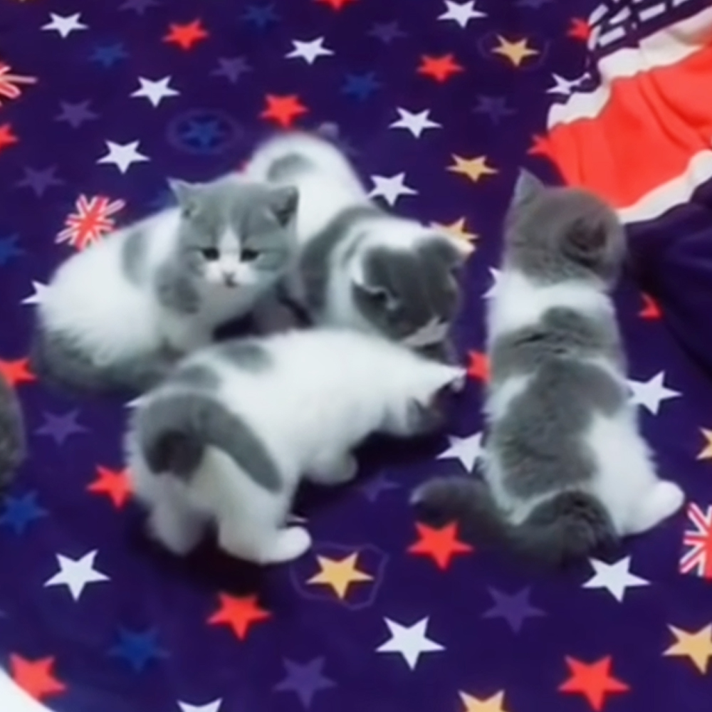 Adorable kittens