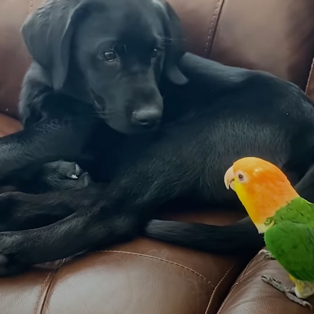 Parrot and dog