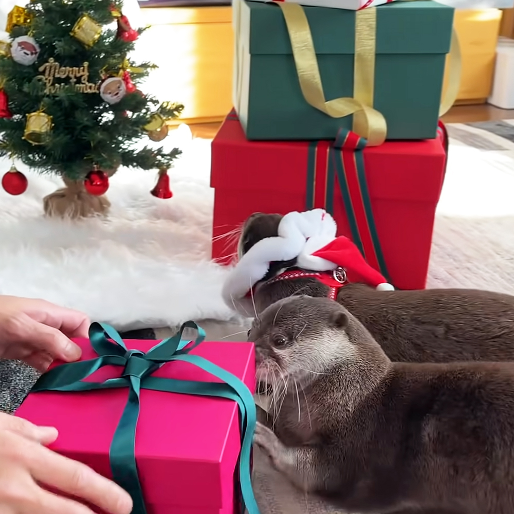 Two cute otters opening Christmas gifts