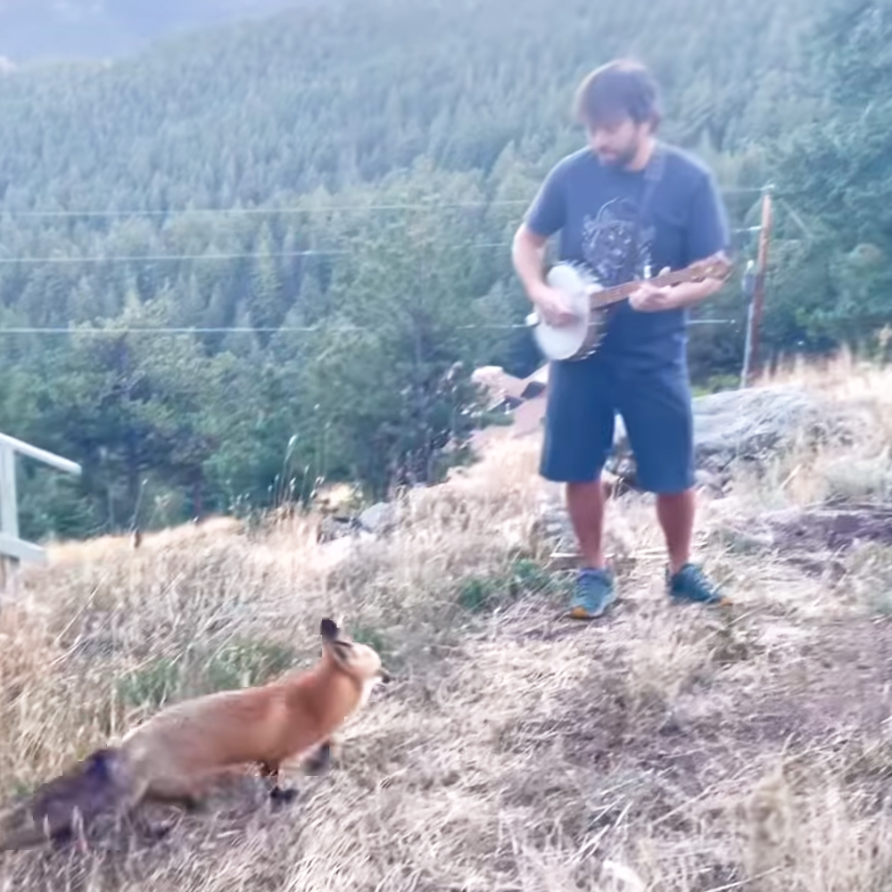 Man playing banjo for wild fox