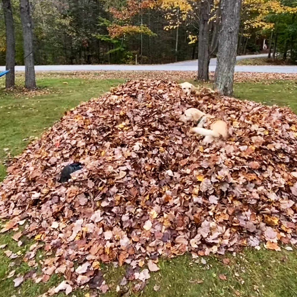 Dog Jumping In The Leaves