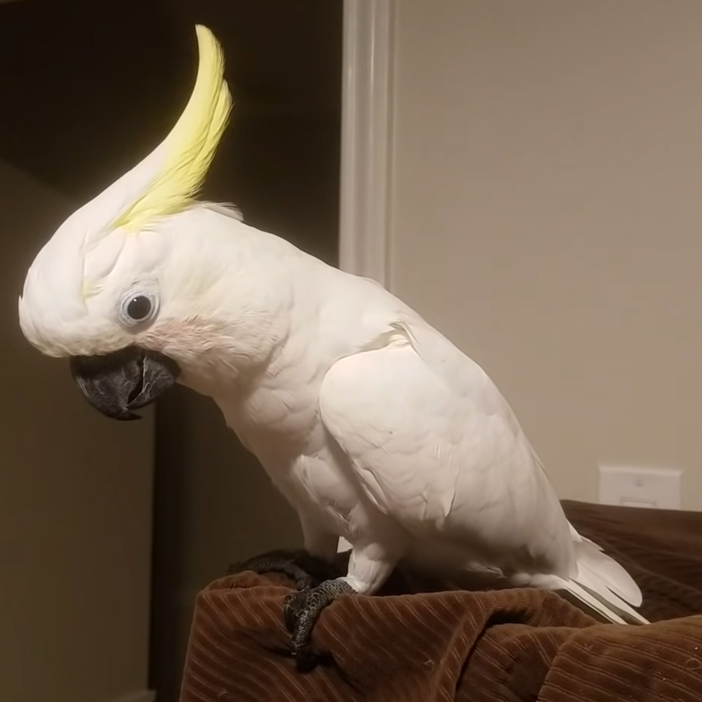 Talkative parrot
