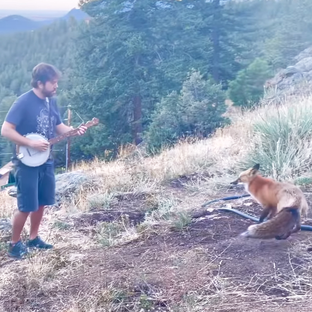 Man playing banjo for wild fox