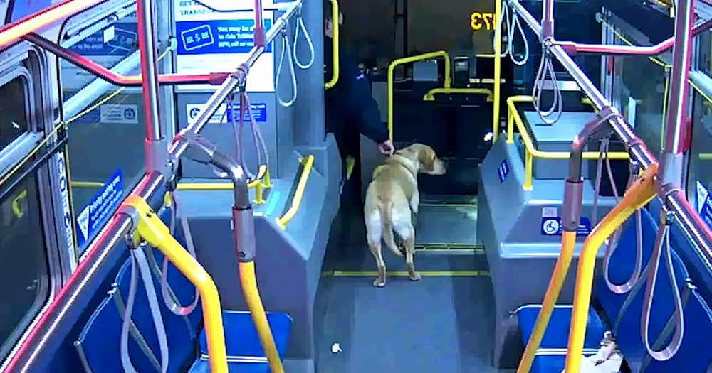 Bus driver saved dog