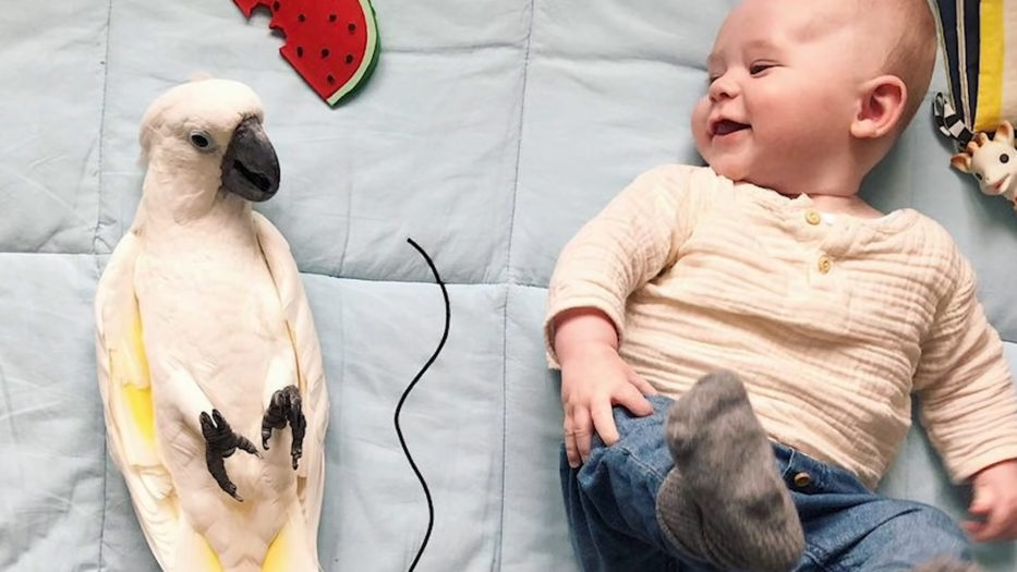 Cockatoo and cute baby boy