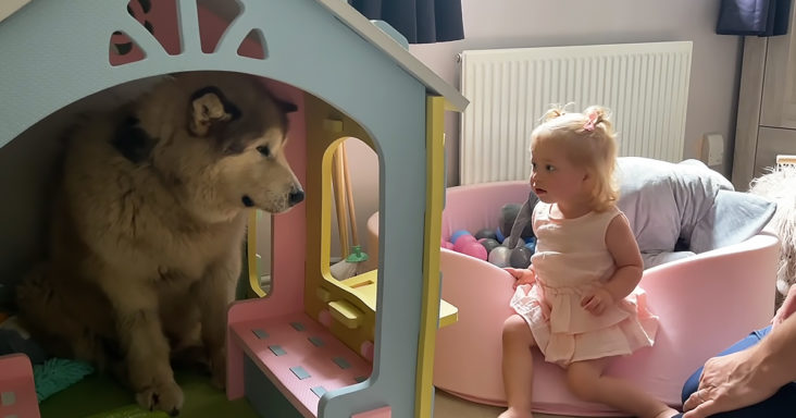 Dog hides in dollhouse