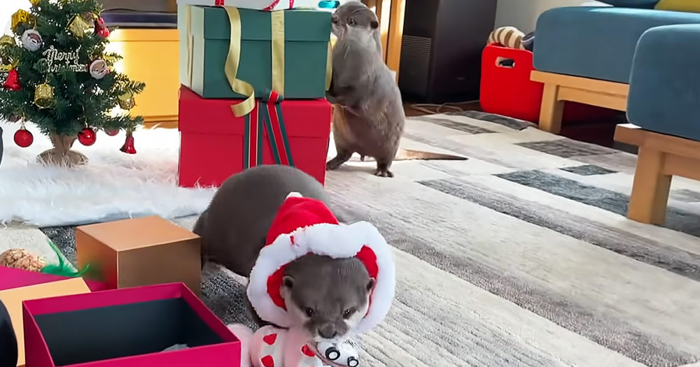 Two cute otters opening Christmas gifts