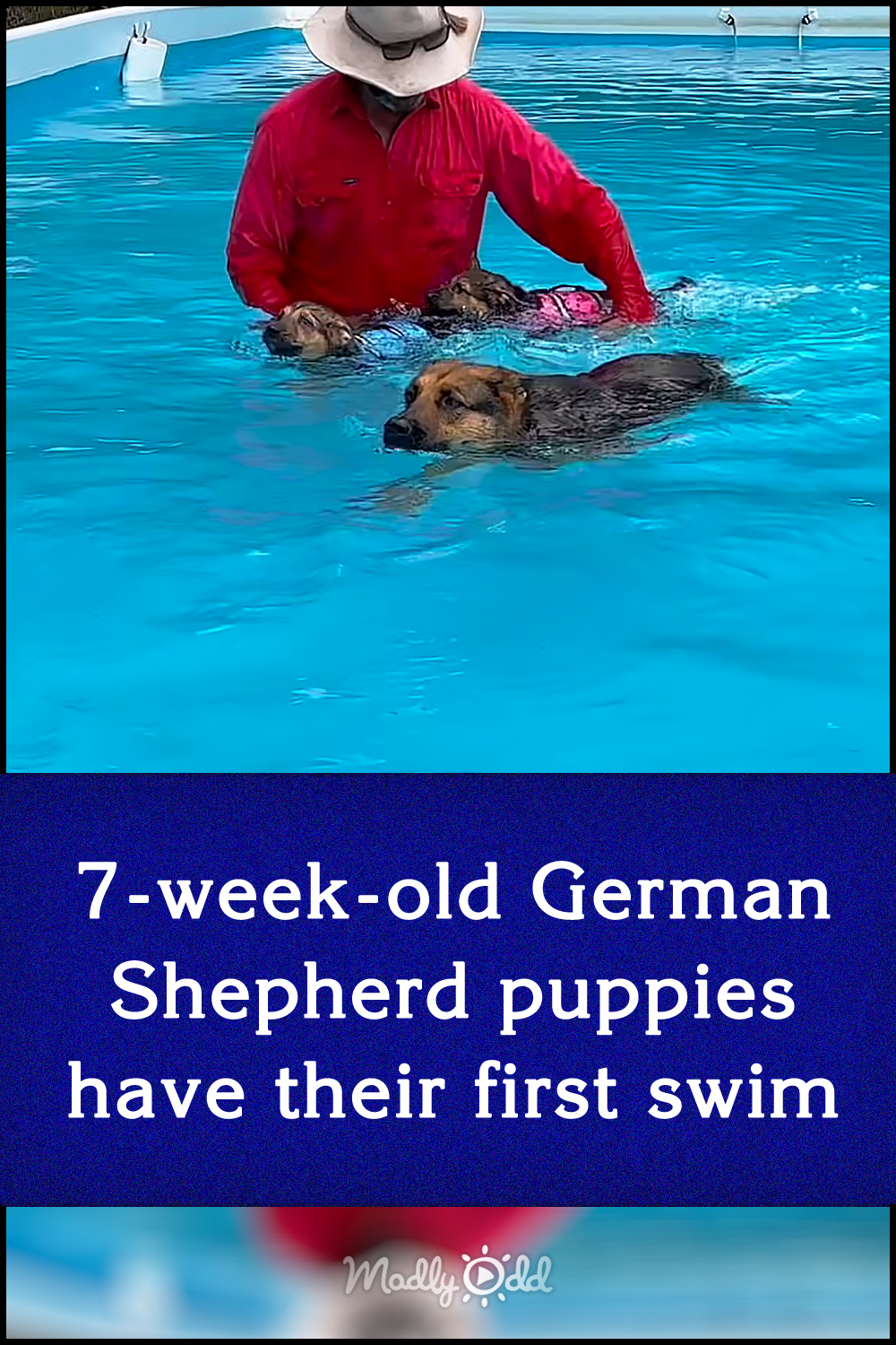 7-week-old German Shepherd puppies have their first swim