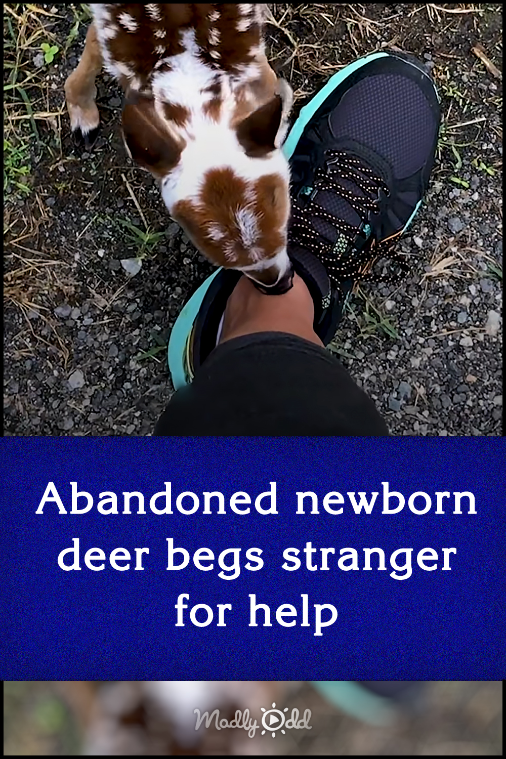 Abandoned newborn deer begs stranger for help