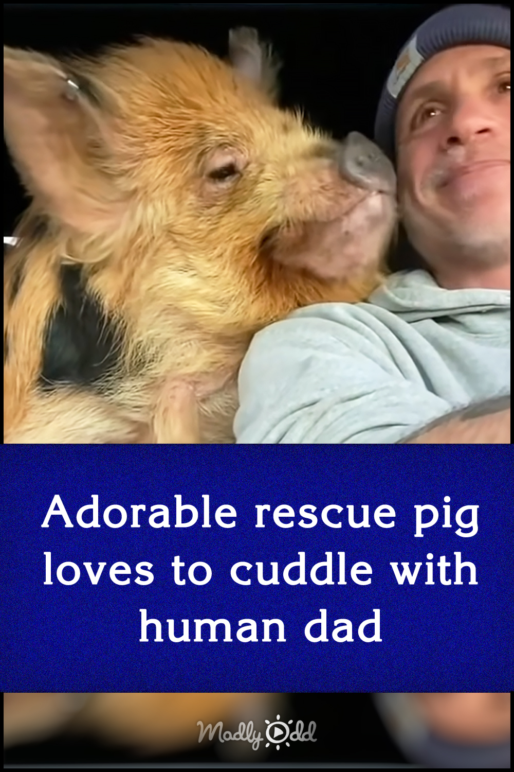 Adorable rescue pig loves to cuddle with human dad