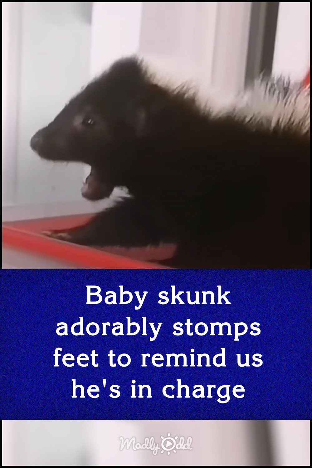 Baby skunk adorably stomps feet to remind us he\'s in charge