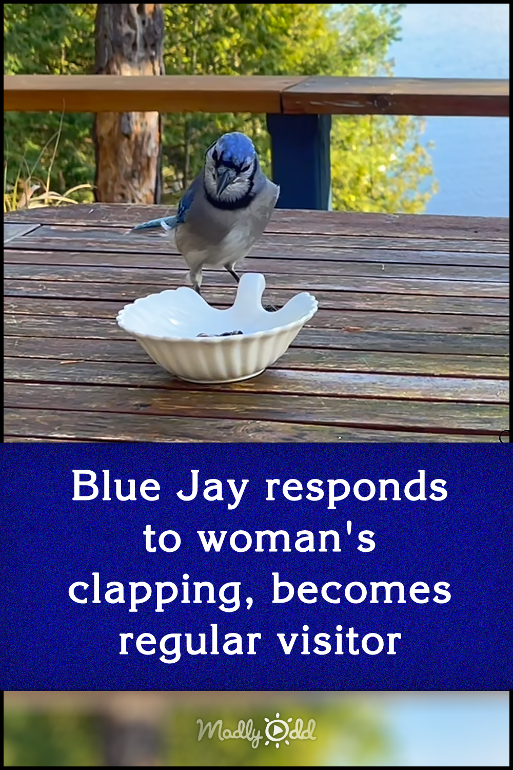 Blue Jay responds to woman\'s clapping, becomes regular visitor