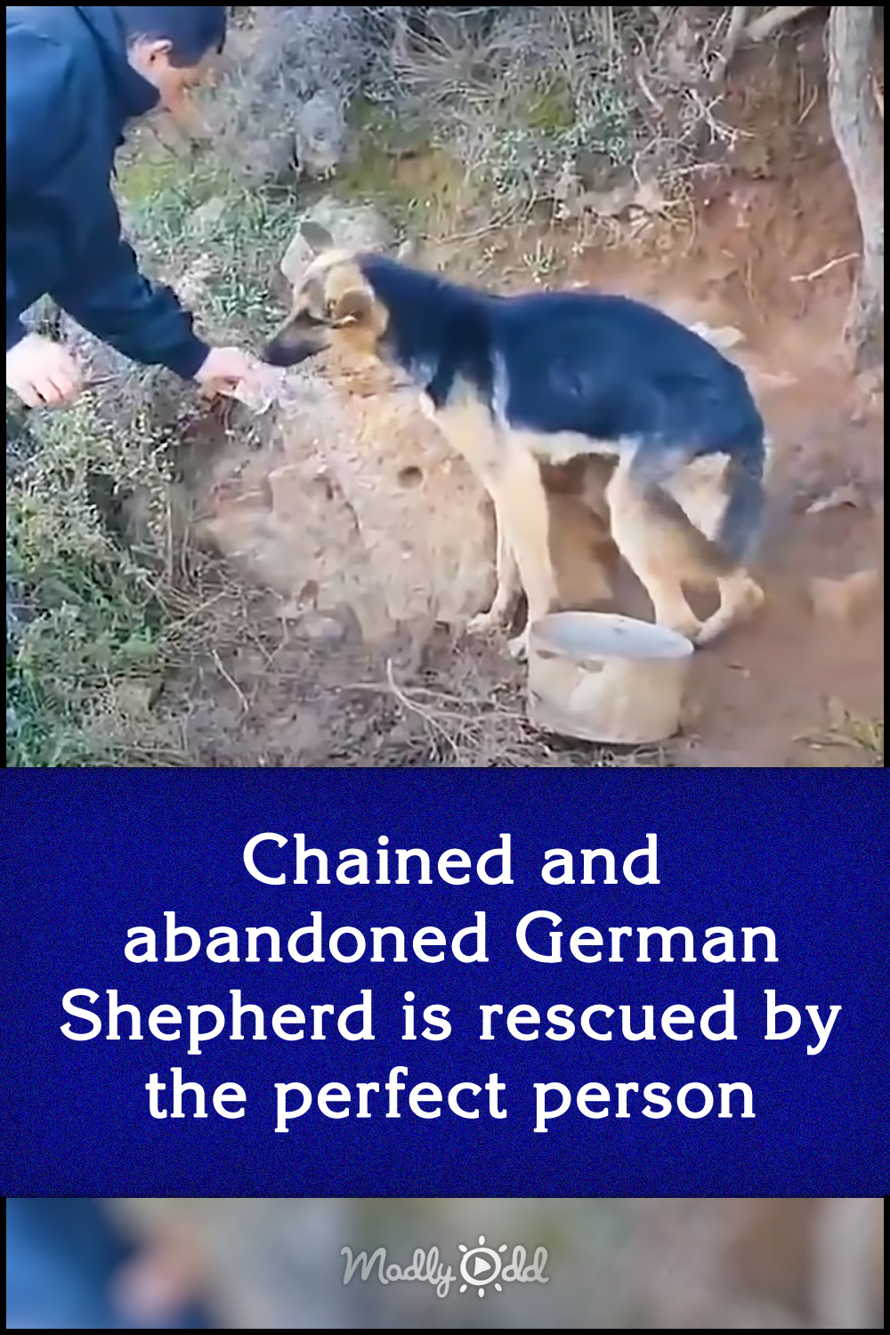 Chained and abandoned German Shepherd is rescued by the perfect person