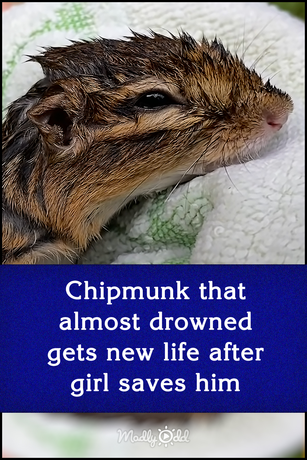 Chipmunk that almost drowned gets new life after girl saves him