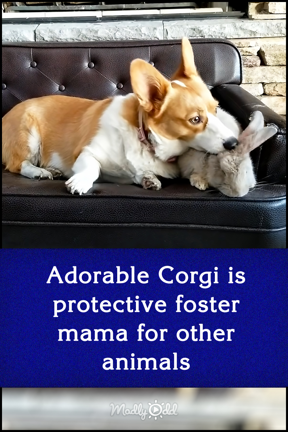Adorable Corgi is protective foster mama for other animals