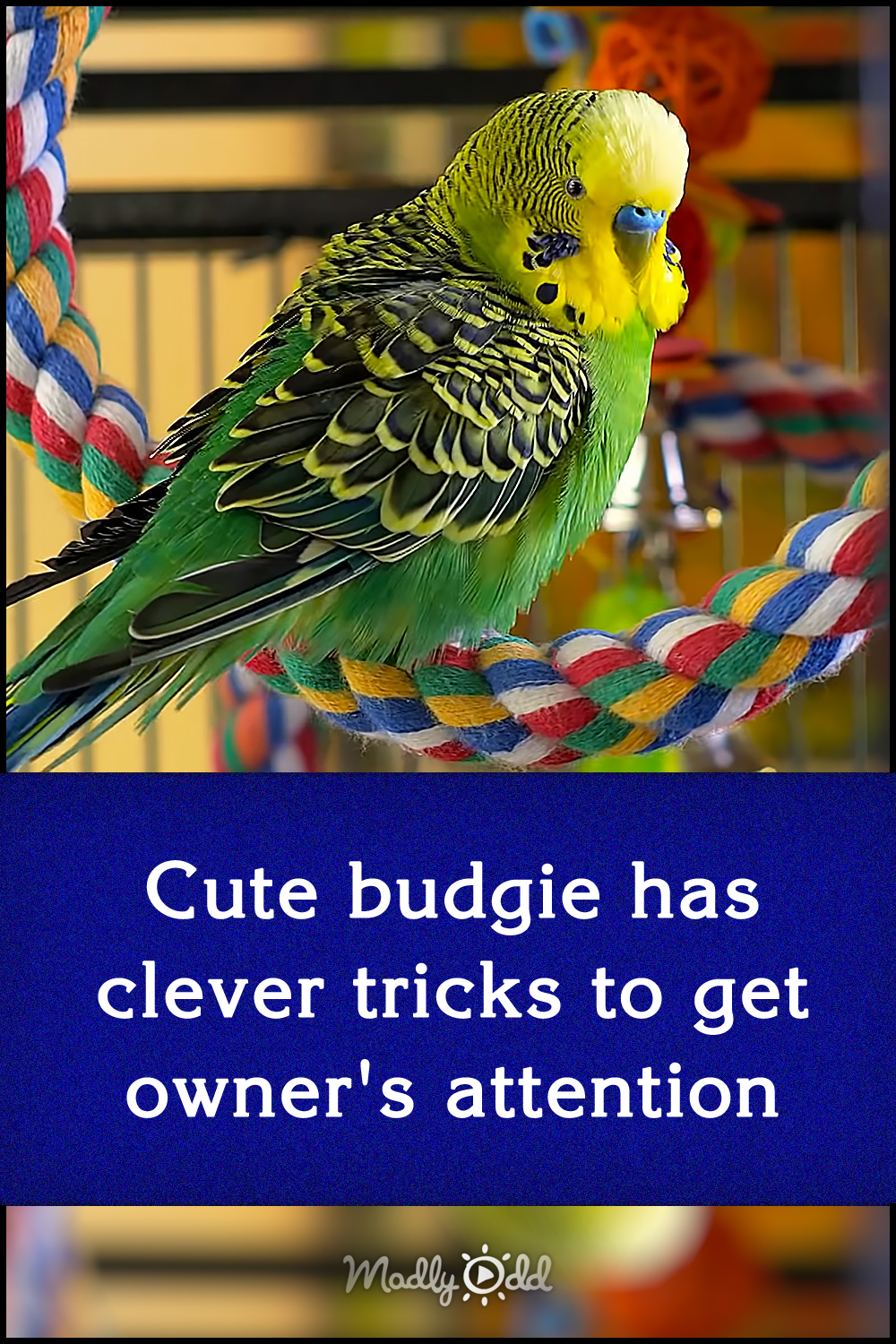 Cute budgie has clever tricks to get owner\'s attention