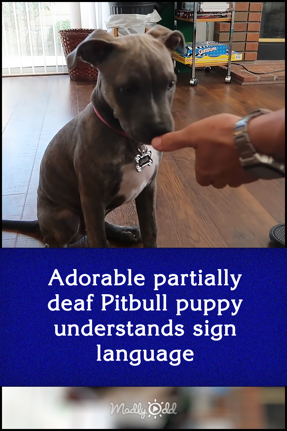 Adorable partially deaf Pitbull puppy understands sign language