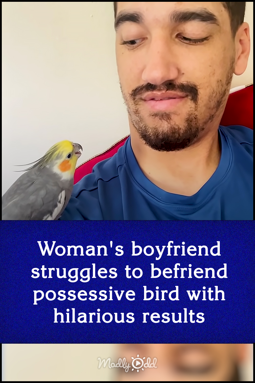 Woman\'s boyfriend struggles to befriend possessive bird with hilarious results