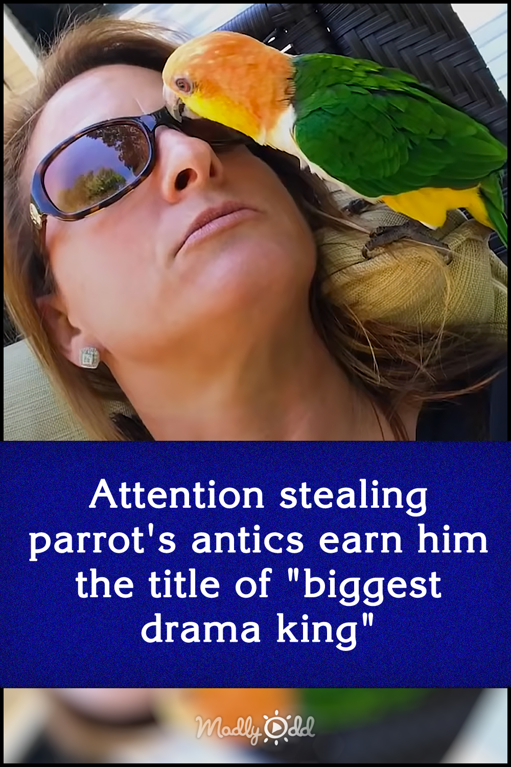 Attention stealing parrot\'s antics earn him the title of \