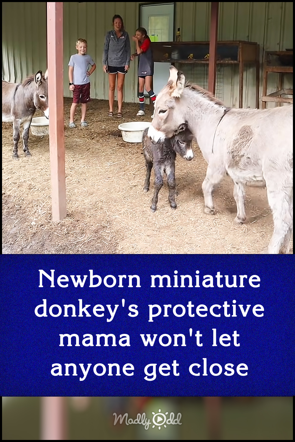 Newborn miniature donkey\'s protective mama won\'t let anyone get close