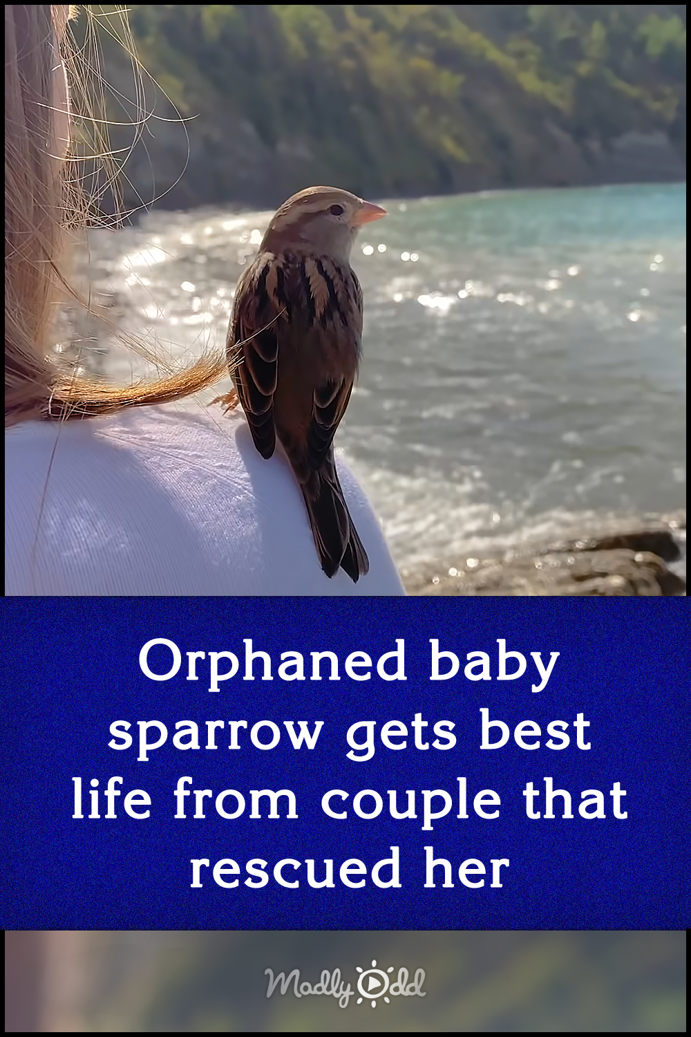Orphaned baby sparrow gets best life from couple that rescued her