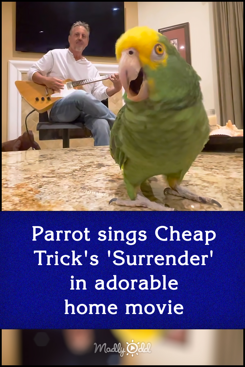 Parrot sings Cheap Trick\'s \'Surrender\' in adorable home movie