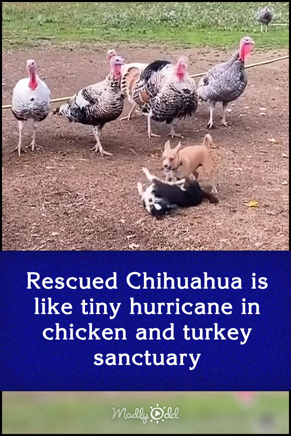 Rescued Chihuahua is like tiny hurricane in chicken and turkey sanctuary
