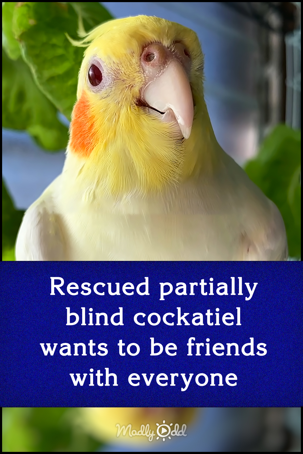Rescued partially blind cockatiel wants to be friends with everyone
