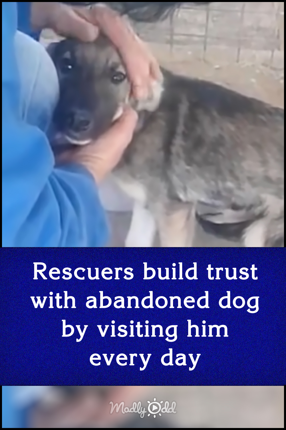 Rescuers build trust with abandoned dog by visiting him every day