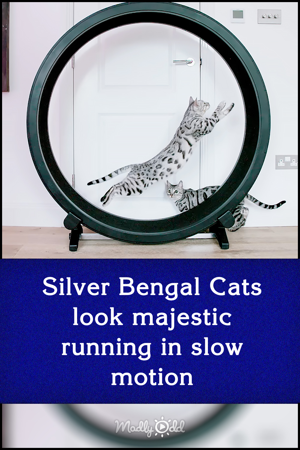 Silver Bengal Cats look majestic running in slow motion
