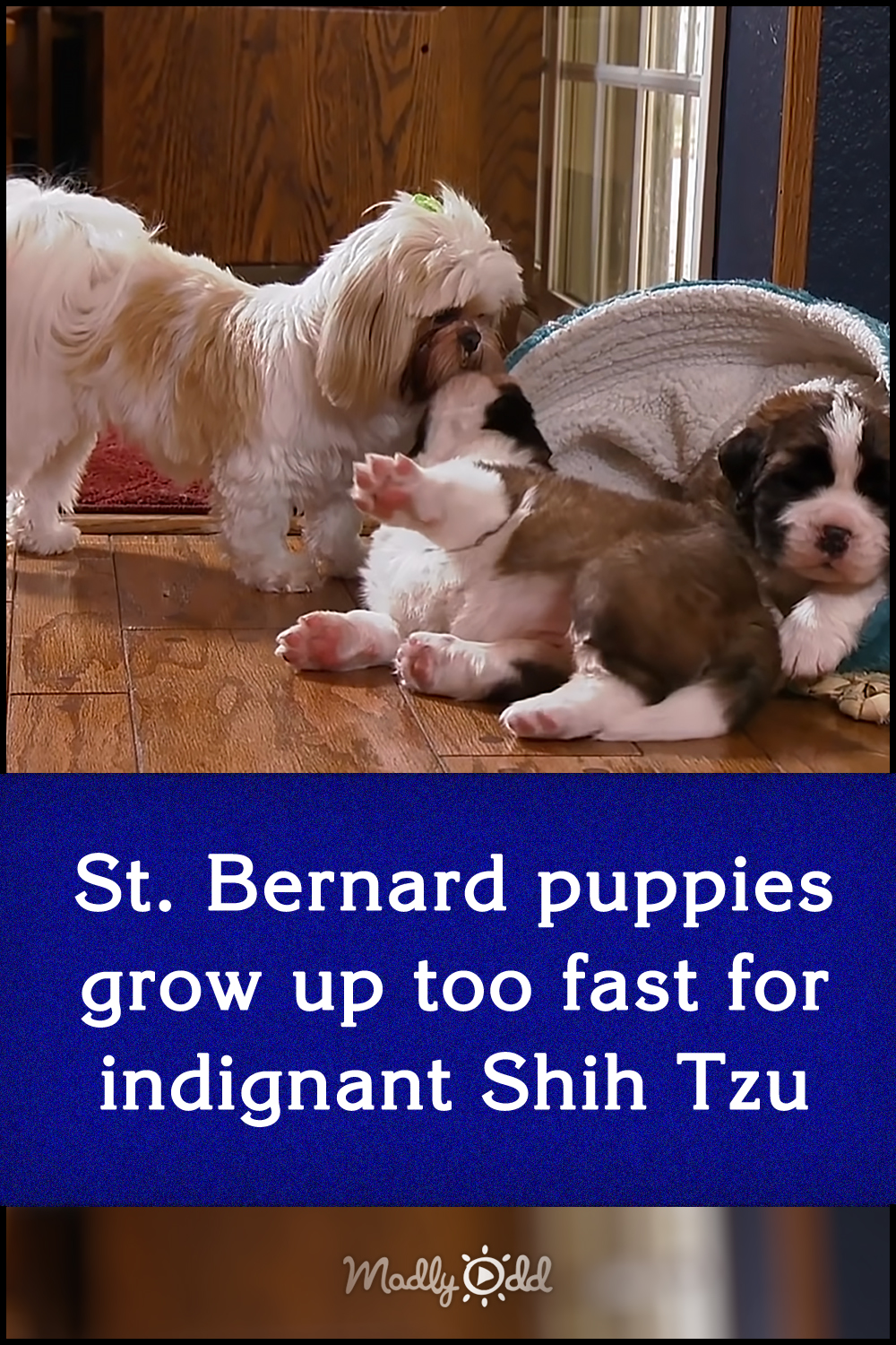 St. Bernard puppies grow up too fast for indignant Shih Tzu