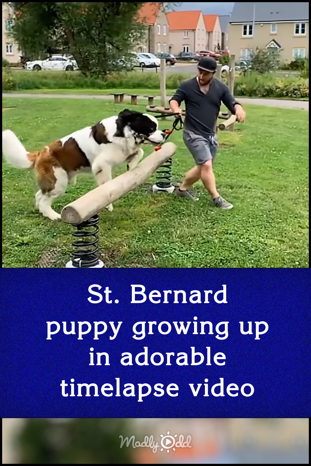 St. Bernard puppy growing up in adorable timelapse video