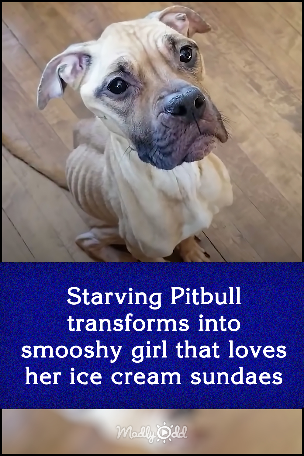 Starving Pitbull transforms into smooshy girl that loves her ice cream sundaes