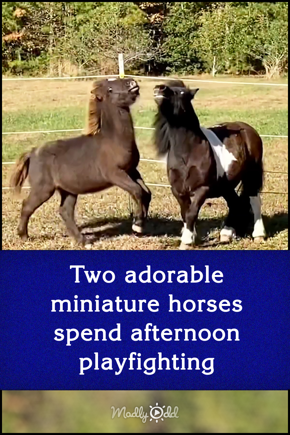 Two adorable miniature horses spend afternoon playfighting