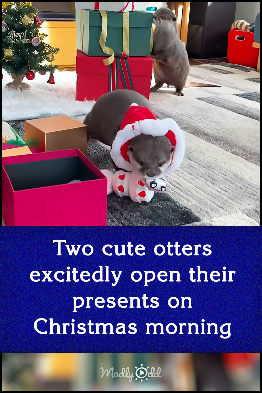 Two cute otters excitedly open their presents on Christmas morning