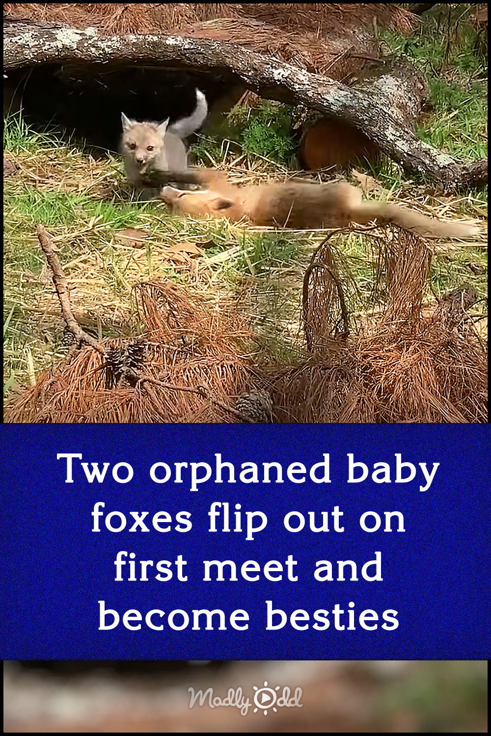 Two orphaned baby foxes flip out on first meet and become besties