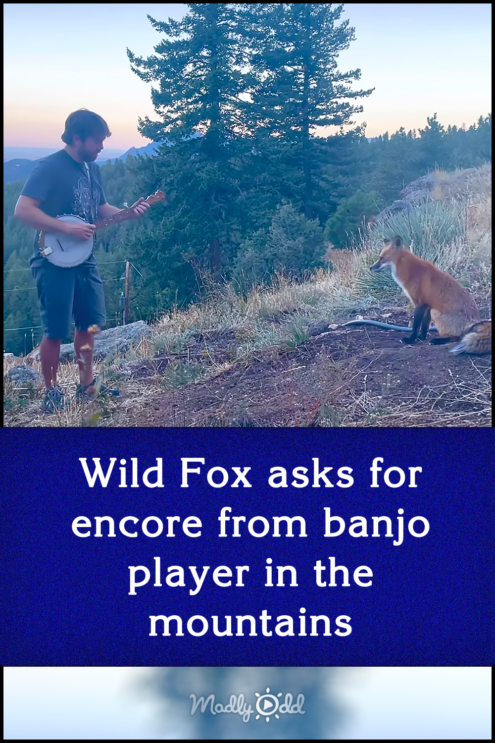 Wild Fox asks for encore from banjo player in the mountains