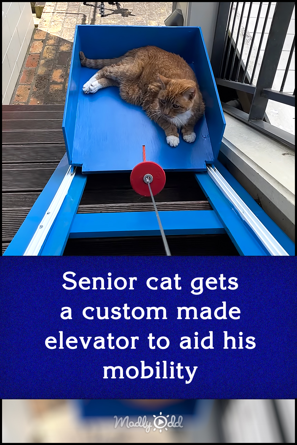 Senior cat gets a custom made elevator to aid his mobility