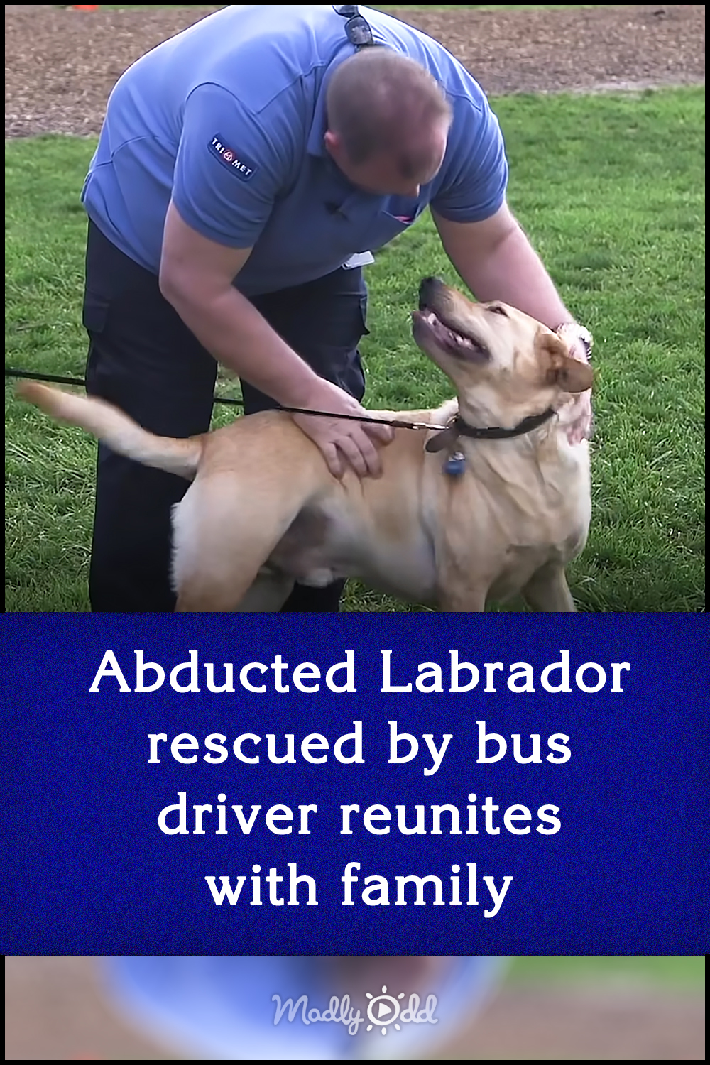 Abducted Labrador rescued by bus driver reunites with family