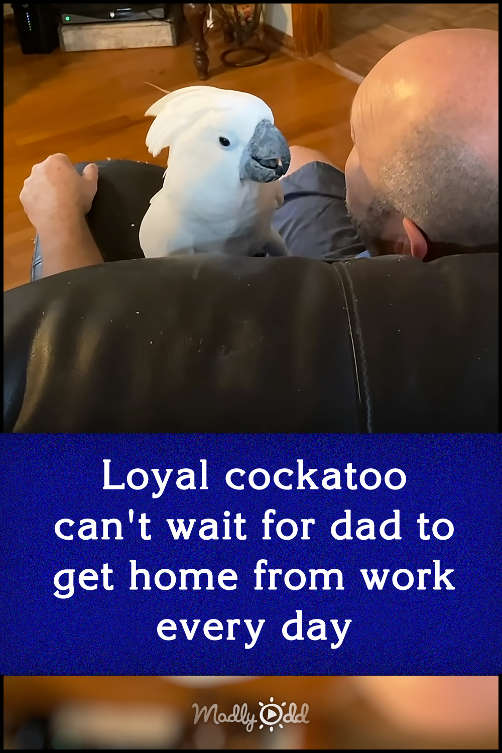 Loyal cockatoo can\'t wait for dad to get home from work every day