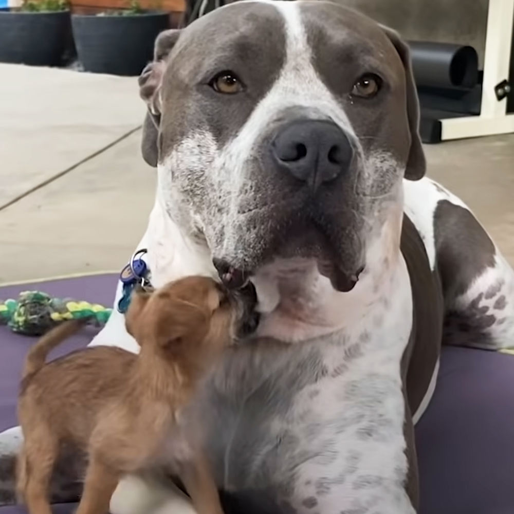Pitbull and puppy
