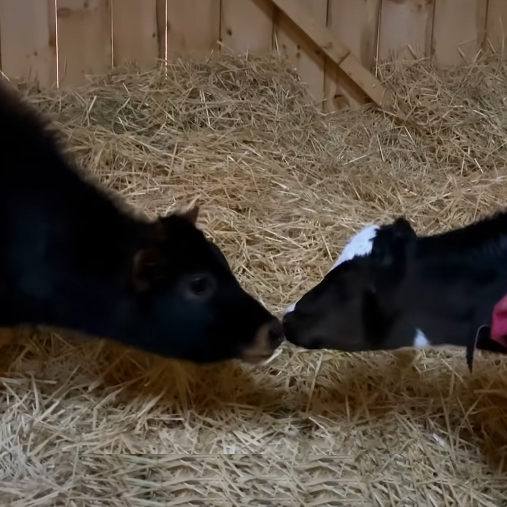 Baby cows
