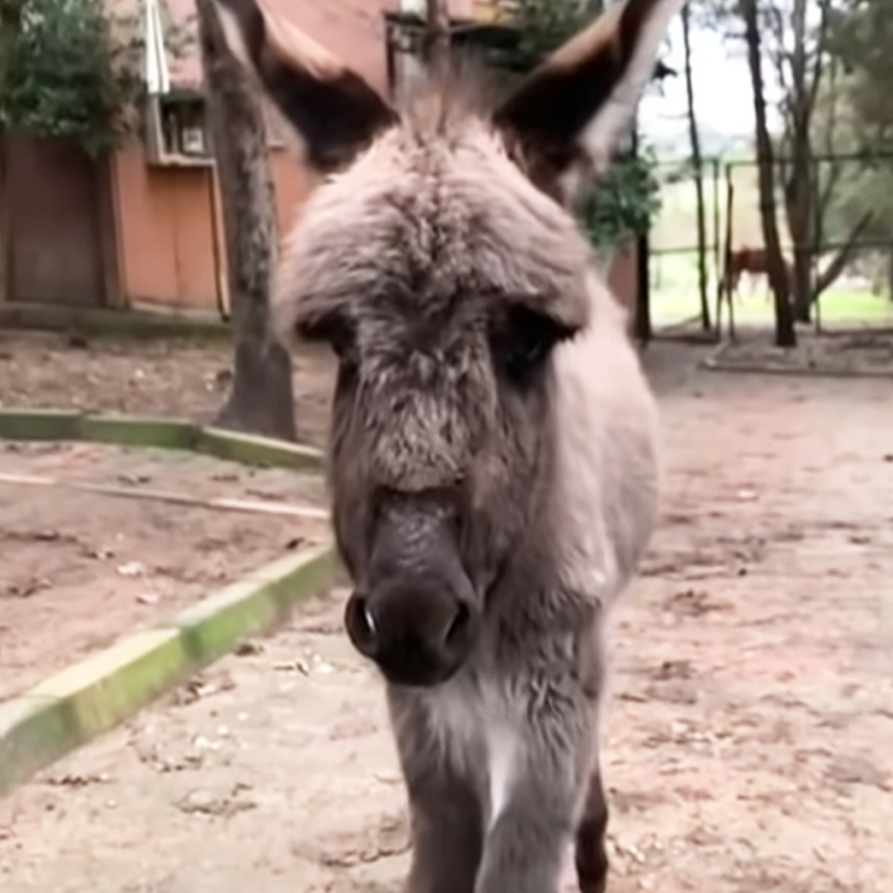 Baby donkey