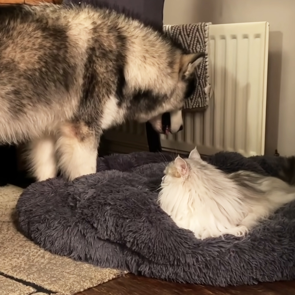 Husky and cat