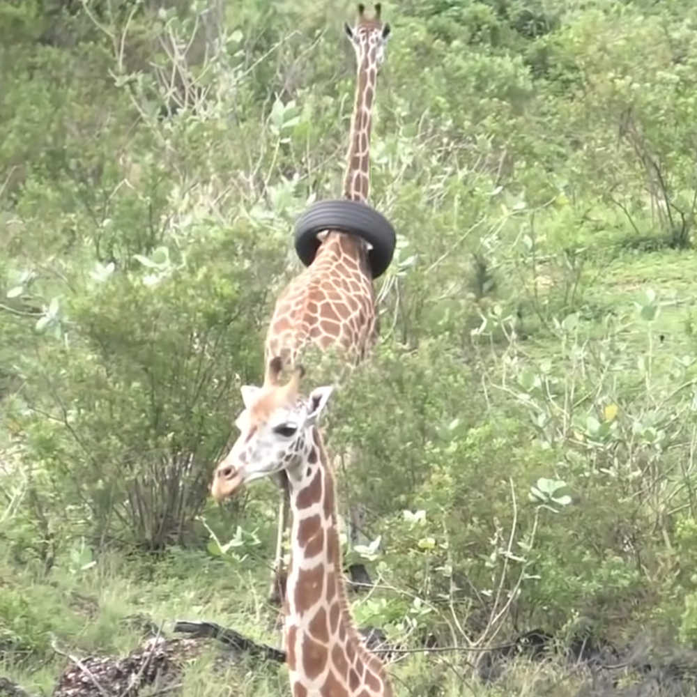 Giraffe with tire stuck around her neck