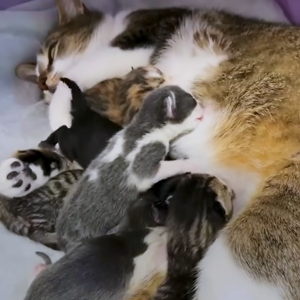 Rescue cat and kittens